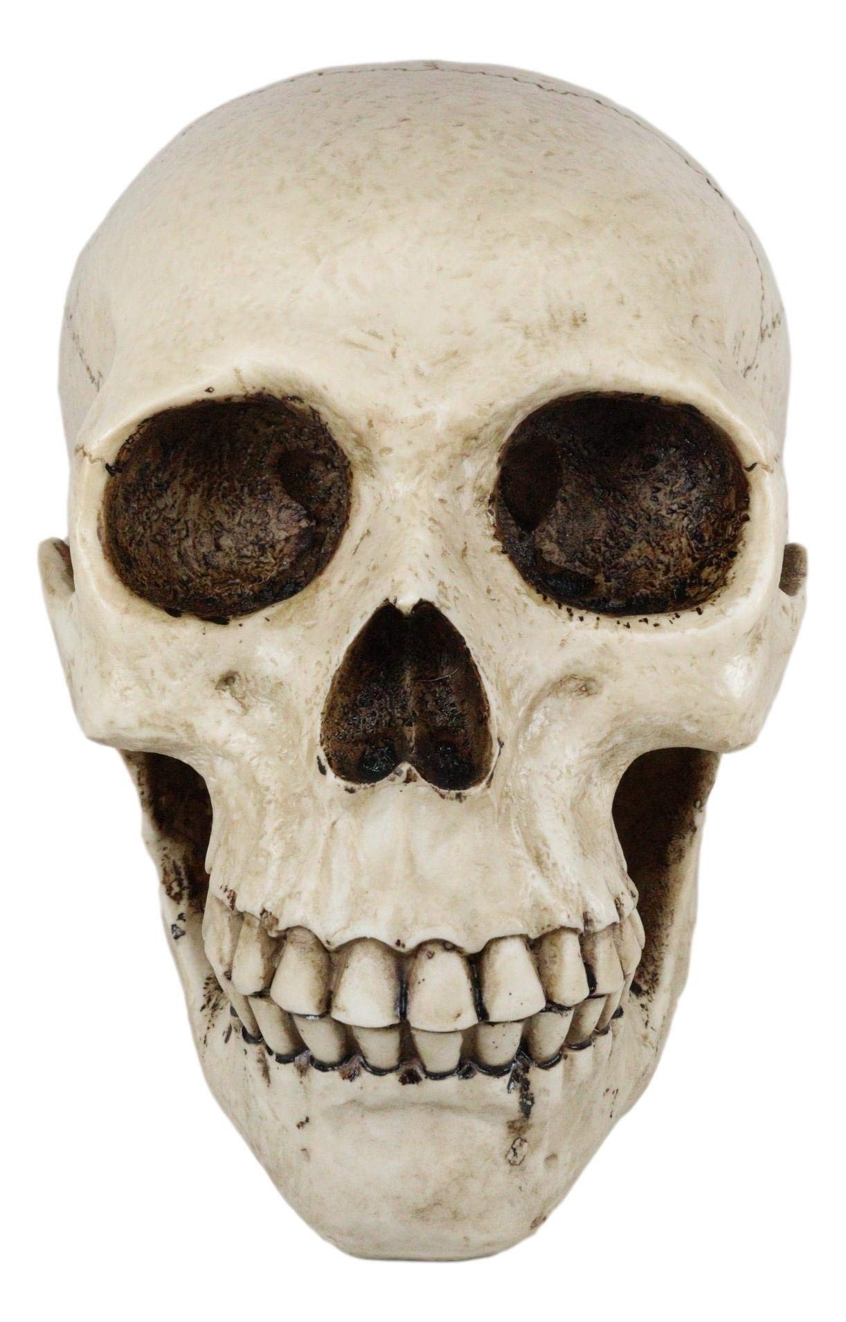 Amazon.co.jp: Ebros Homosapien 骨 頭蓋骨 邪悪 ニヤリ 頭蓋骨 貯金箱
